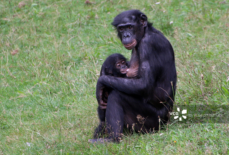 幼小的倭黑猩猩正在吮吸母亲的乳房图片素材