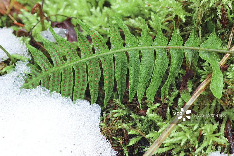 雪中的蕨类图片素材