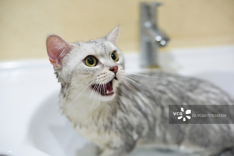 猫在洗澡图片素材