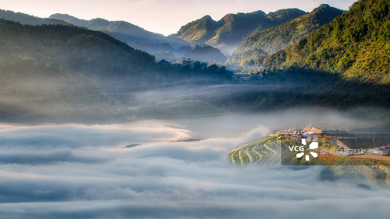 清晨，茶园里日出，山上雾蒙蒙图片素材