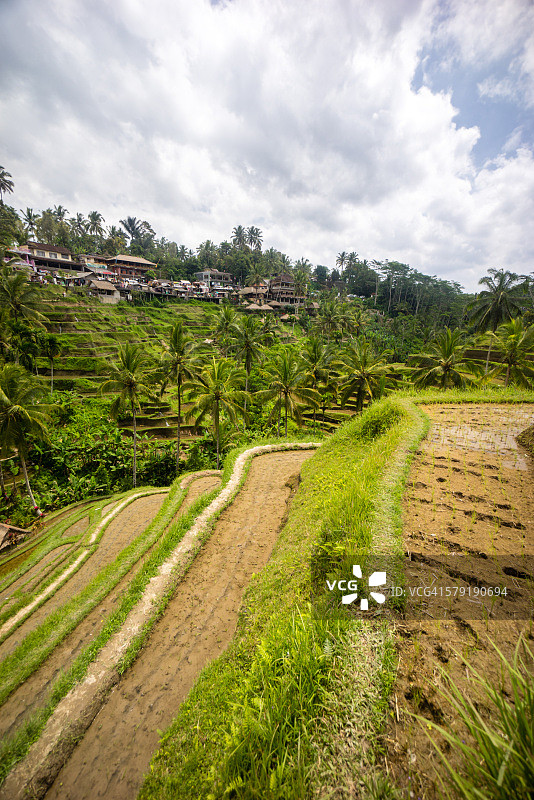巴厘岛乌布的塔加兰稻田图片素材