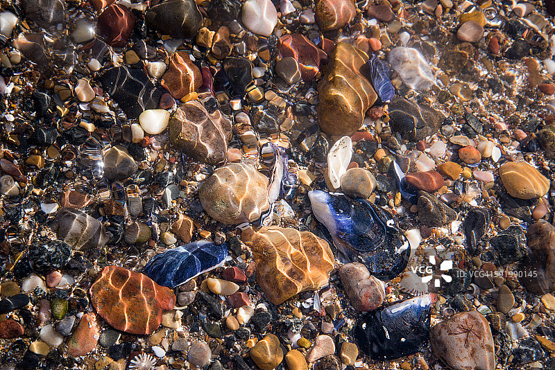 海滩上水下的贝壳图片素材