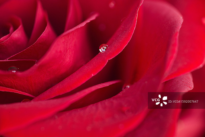 玫瑰花瓣上水滴的特写图片素材