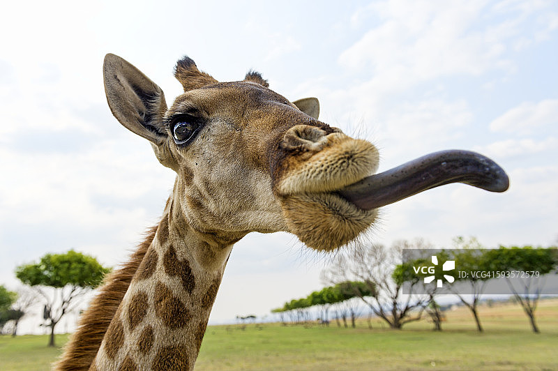 长颈鹿展示舌头图片素材