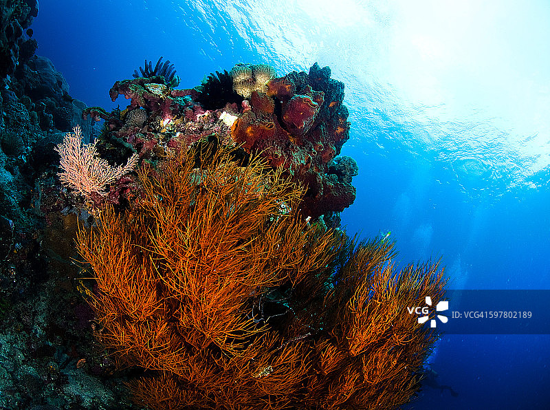 彩色的软珊瑚和海绵在Ped珊瑚礁图片素材