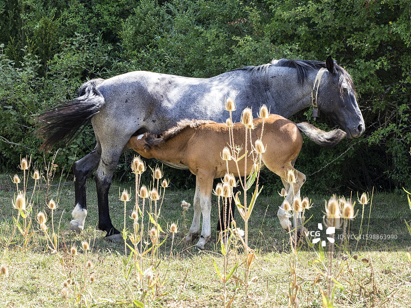 一匹马在田里给她的小马驹喂奶图片素材