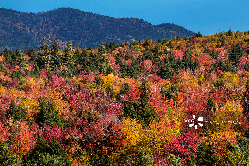 新英格兰的秋天是色彩的高峰期，黄色、橙色和红色的枫树让人眼花缭乱!图片素材