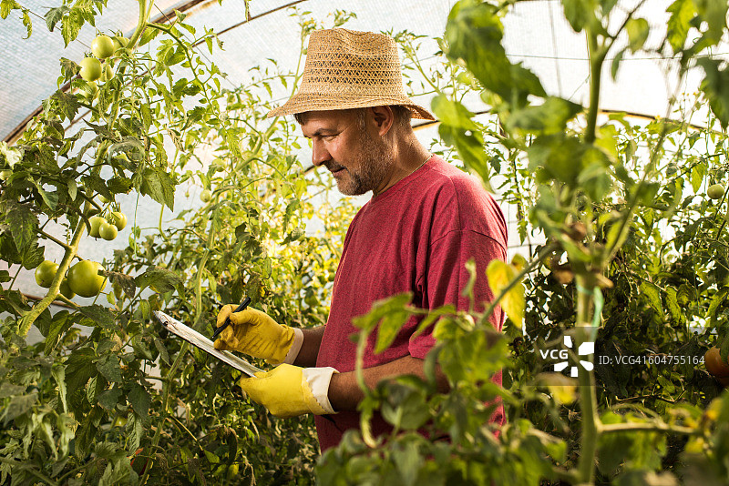 农场工人正在记录温室里番茄的生长进度。图片素材