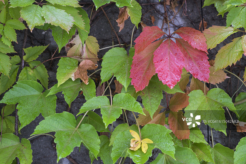 攀缘植物的秋叶图片素材