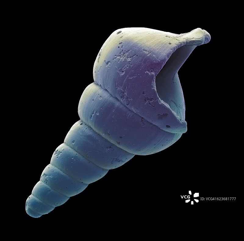 腹足类动物微体化石,扫描电镜图片素材
