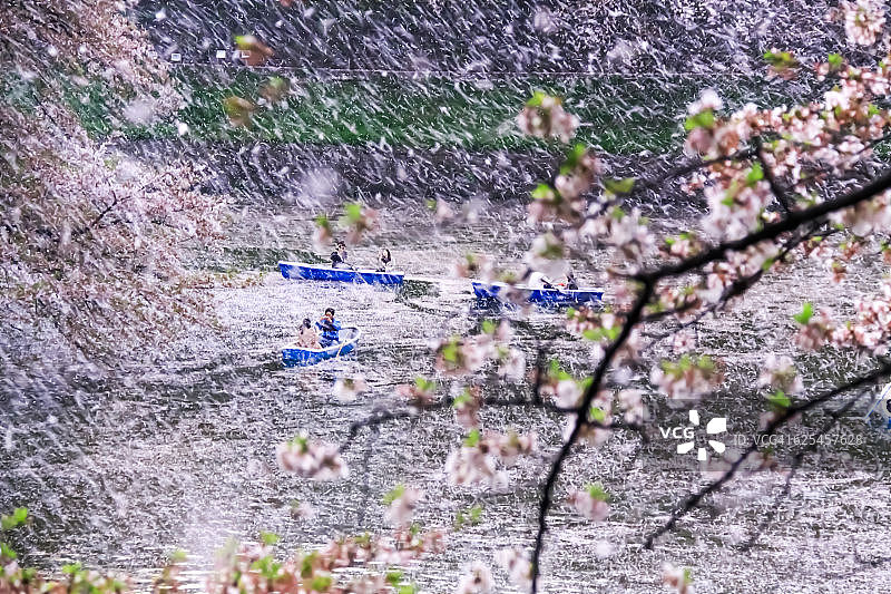 樱花暴雪图片素材