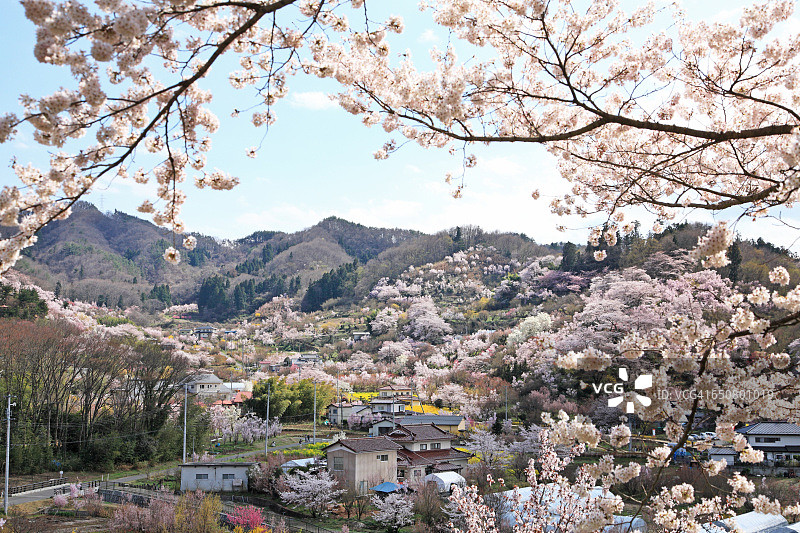 花山公园盛开，福岛，日本图片素材