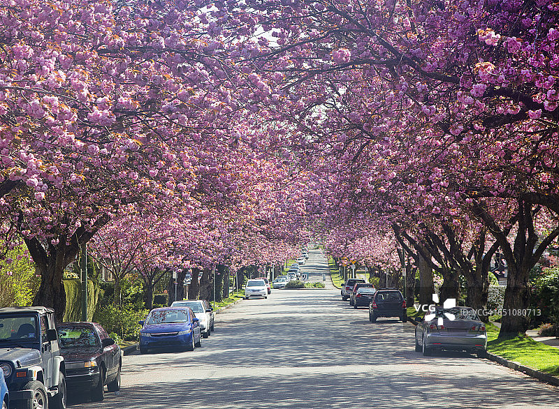 有樱桃树的街道。图片素材