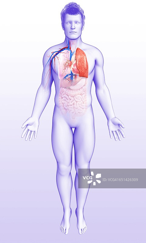 人体呼吸系统，插图图片素材