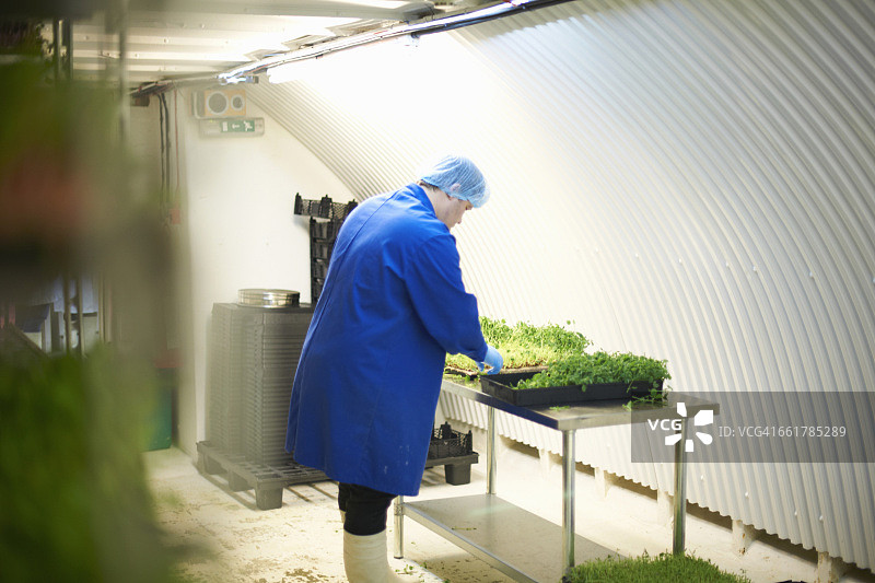 工人戴着发网和乳胶手套检查新鲜蔬菜质量的侧面视图图片素材