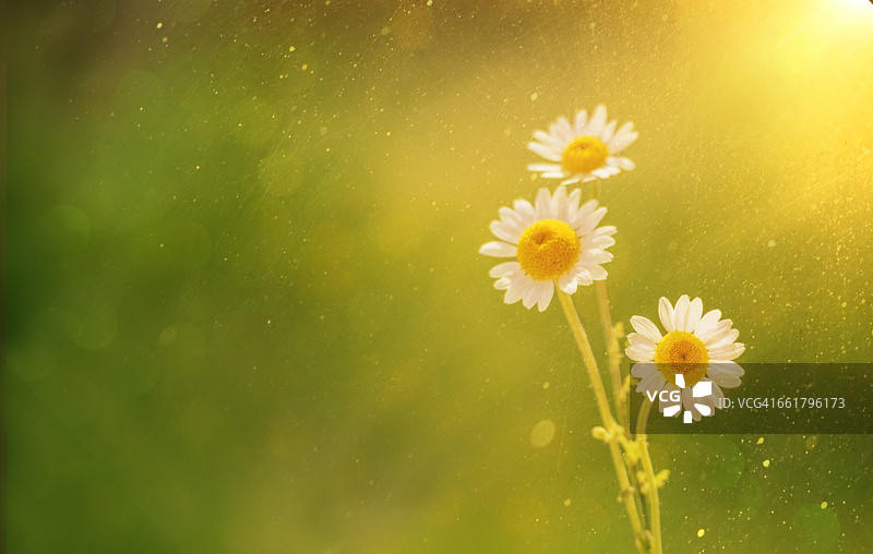 阳光下的雏菊花和花粉图片素材