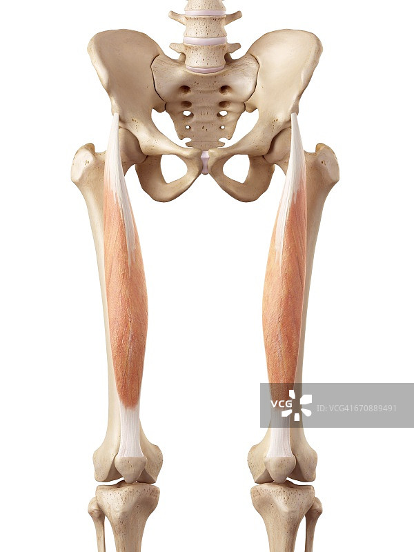 人体腿部肌肉图片素材