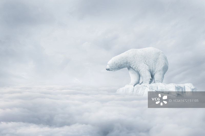 北极熊漂浮在浮冰上图片素材