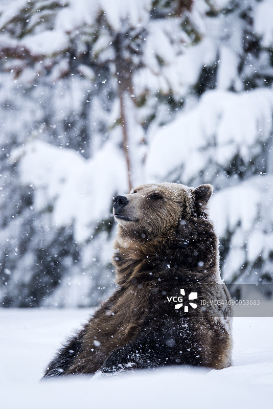 雪中的灰熊图片素材
