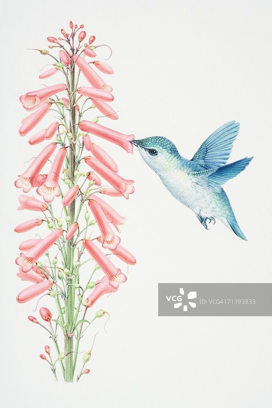 侧视图，蜂鸟在粉红色的花头旁盘旋，吸食花蜜。图片素材