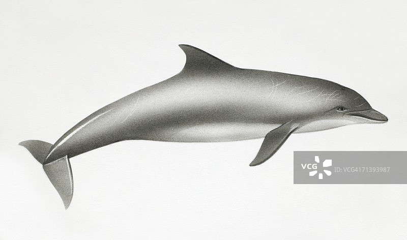 宽吻海豚，截断式Tursiops，侧视图。图片素材