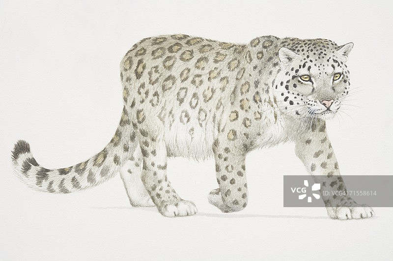 Panthera uncia，雪豹。图片素材
