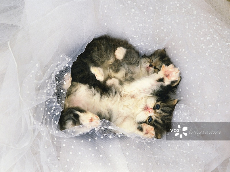 两只小猫躺在白色透明的织物上，高视角图片素材