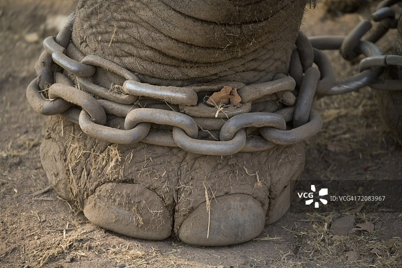 大象吗?S脚用铁链锁在一起图片素材