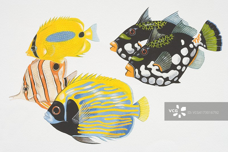 插图:两条小丑蝶鱼、一条蝴蝶鱼、铜纹蝶鱼及御神仙鱼，侧视图。图片素材
