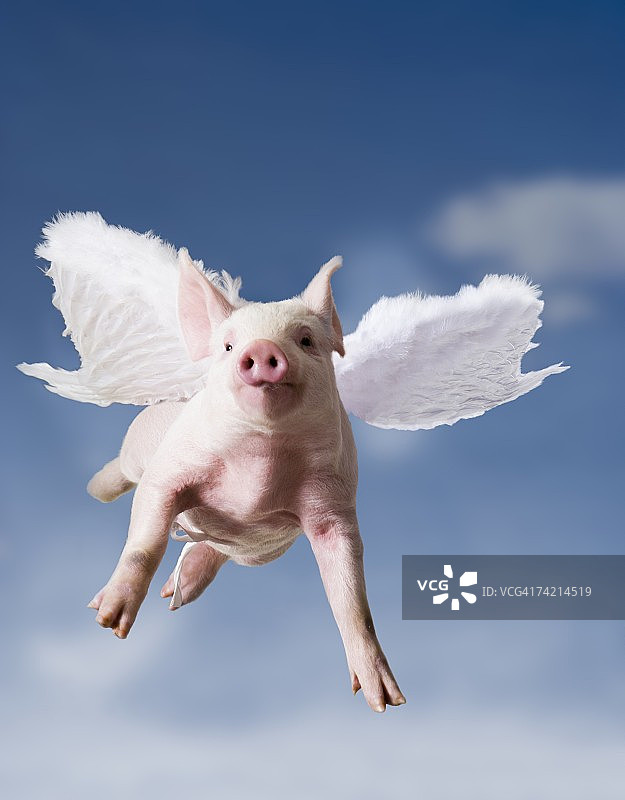 长着翅膀的小猪乘着蓝天飞翔图片素材