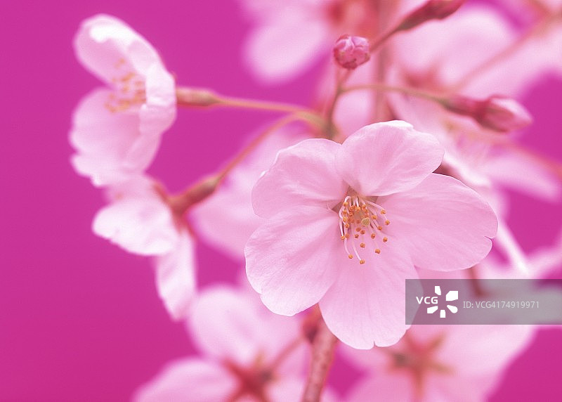 粉红色花朵的特写图片素材