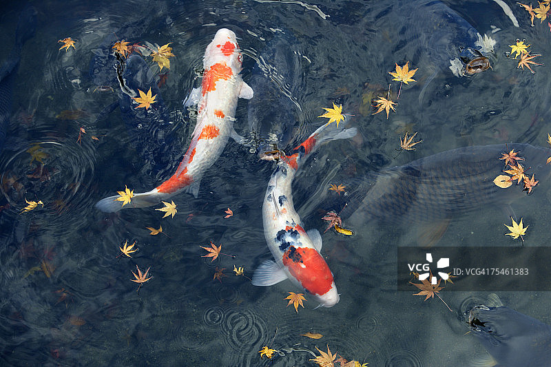 池塘里的鲤鱼和落叶，高角度观赏图片素材