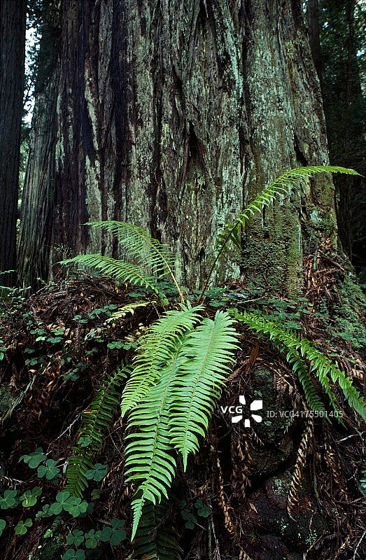 巨大的红木树干(红杉)和蕨类，美国图片素材