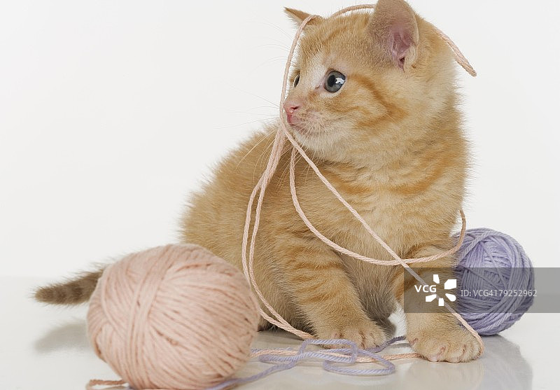 小猫在玩毛线球图片素材