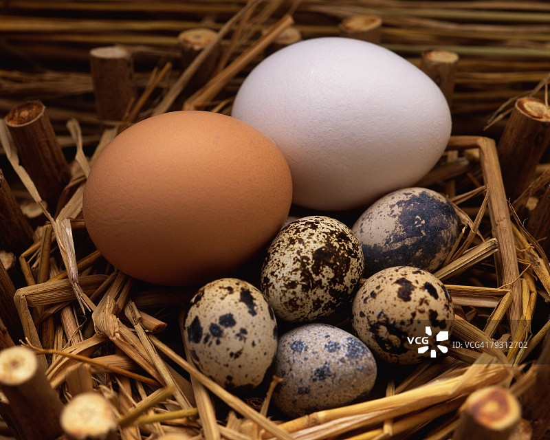 各种鸟蛋在巢中，高角度观看，近距离观看图片素材
