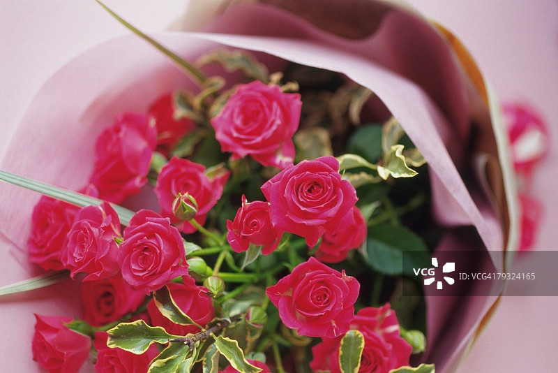 玫瑰花束，高角度视角，粉红色背景，差异焦点图片素材