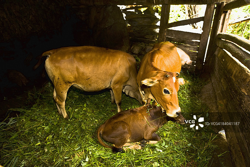 中国广西金坑梯田牛棚里的母牛和小牛图片素材