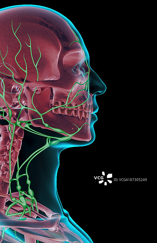 头部和面部的淋巴系统图片素材