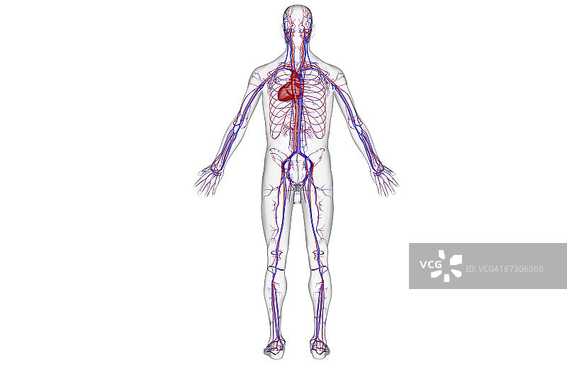 血管系统图片素材