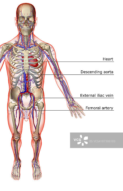 血管系统图片素材