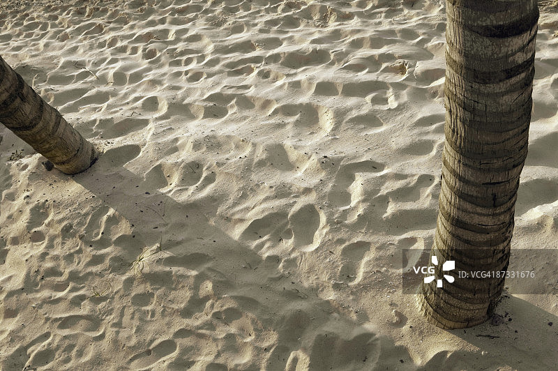 棕榈树树干生长出沙子的细节视图图片素材