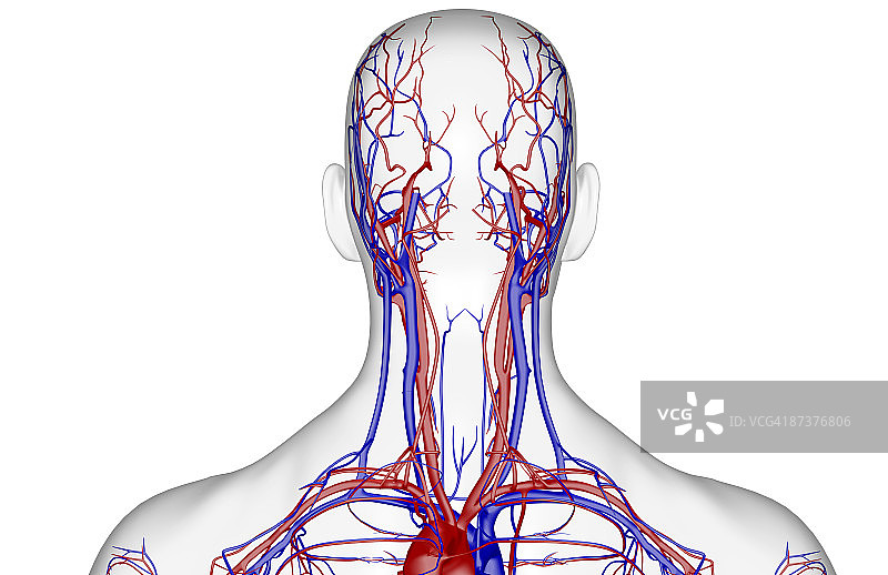头部和颈部的血液供应图片素材