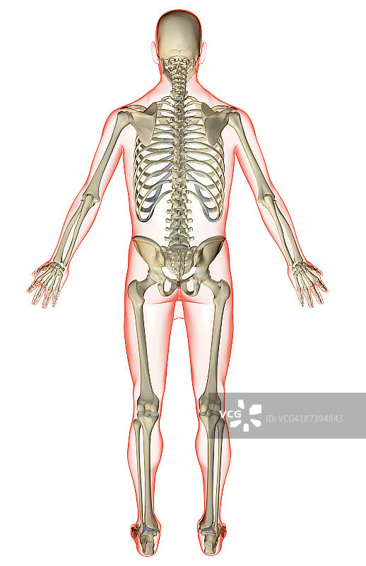 骨骼系统图片素材