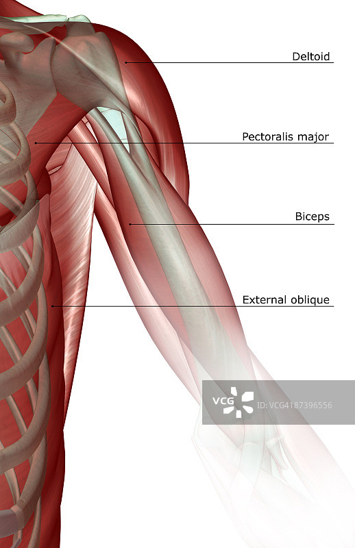 肩膀和上臂的肌肉骨骼图片素材