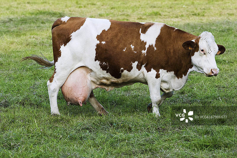 蒙贝利亚奶牛，侧视图图片素材