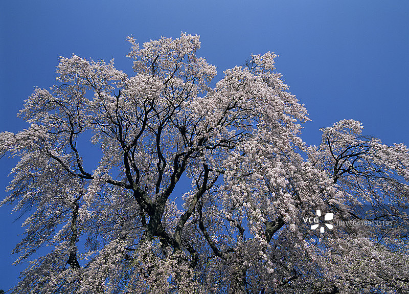 樱花和蓝天图片素材