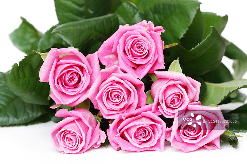 白色背景上美丽的粉红玫瑰图片素材