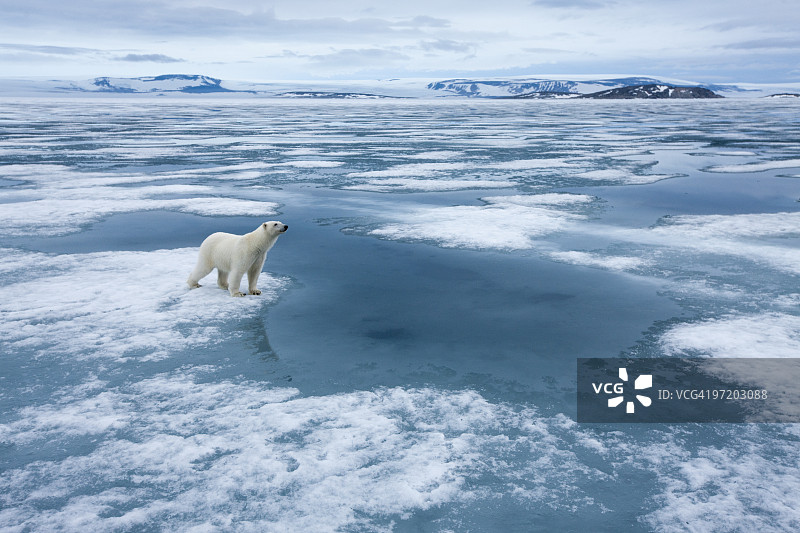北极熊，诺道斯特朗代，斯瓦尔巴特群岛，挪威图片素材