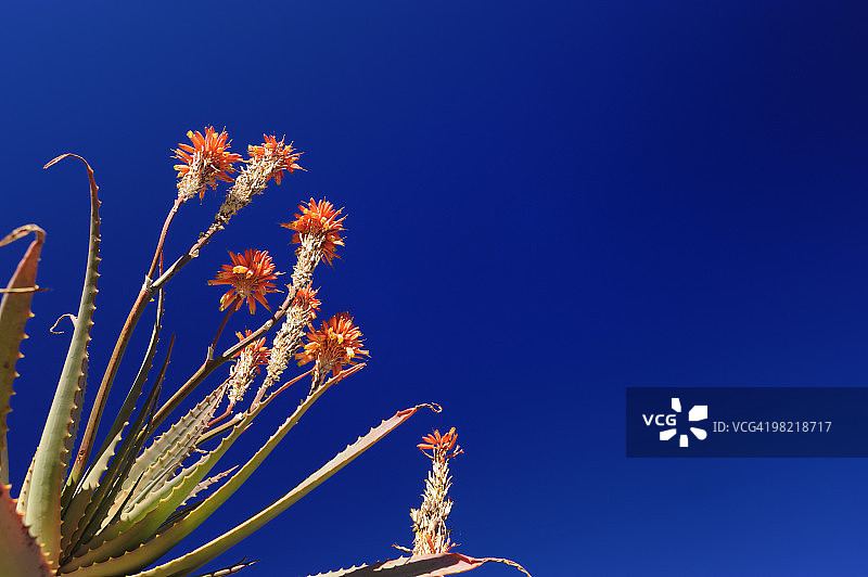 夸祖鲁-纳塔尔省德拉肯斯堡乌卡兰巴国家公园迪迪玛营地，深蓝色的天空映衬着一株芦荟图片素材