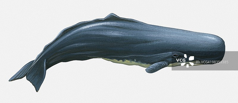 抹香鲸插图图片素材
